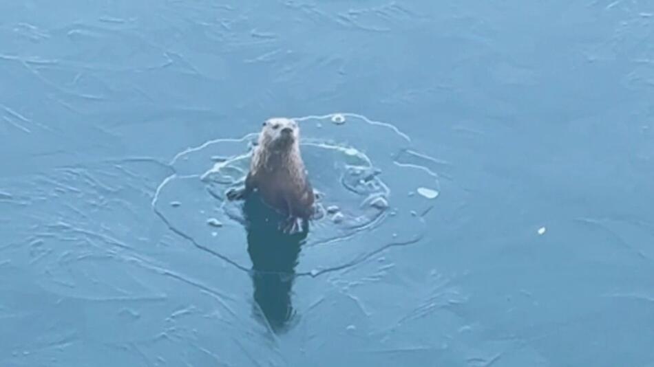 Mit dem Kopf durchs Eis – verspielter Otter grüsst Passanten