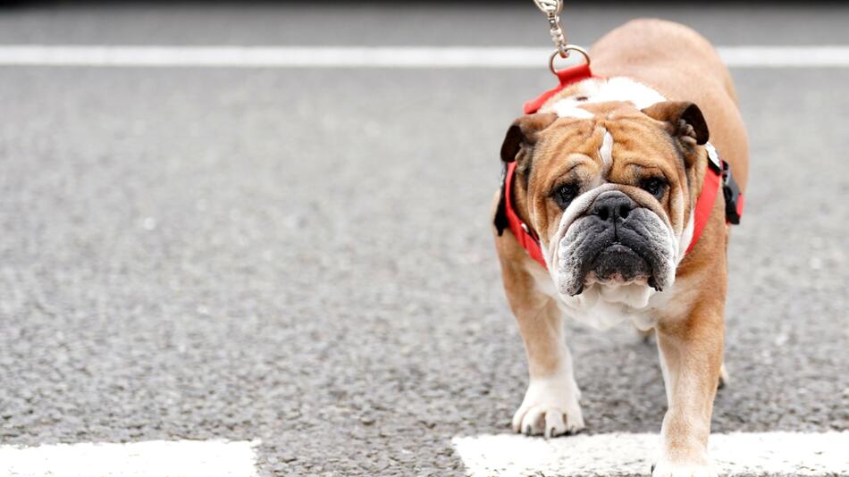 Hamiltons Hund Roscoe