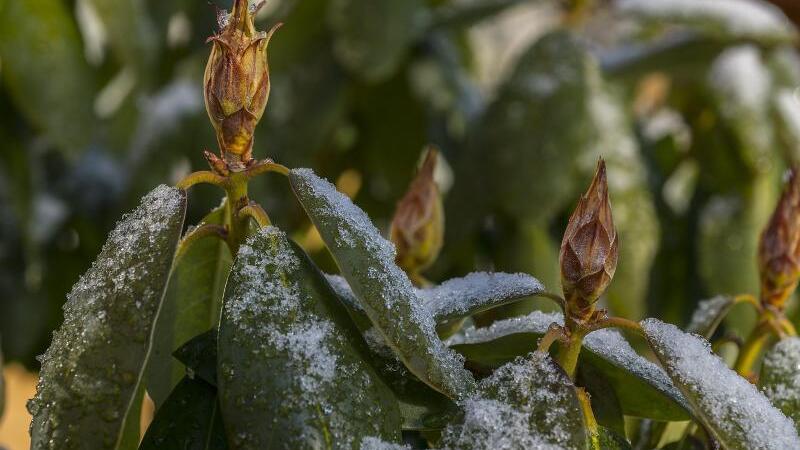 Rhododendron im Winter