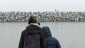 Naturschauspiel oder Plage? Invasion der Kormorane im Hafen von Barth