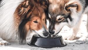 Zwei Hunde an einem Napf