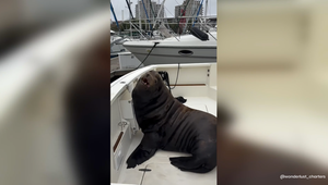 Breit gemacht: Riesiger Seelöwe beansprucht Yacht für sich