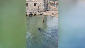 Ungebetener Besucher: Grosser Thunfisch erschreckt Badegast in Italien