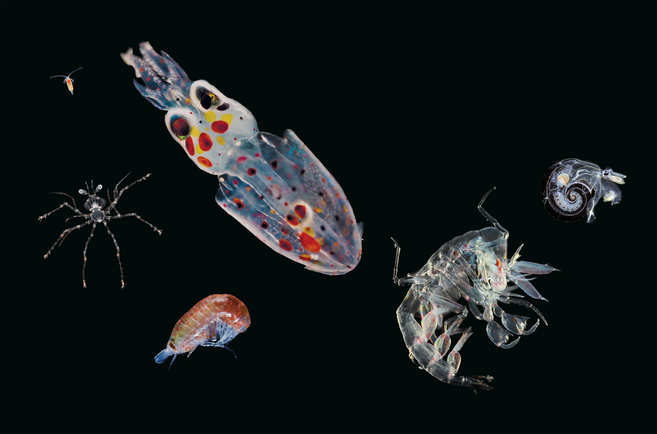 plankton-definition-and-examples-biology-online-dictionary