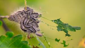 Raupen des Eichenprozessionsspinners auf einem Ast