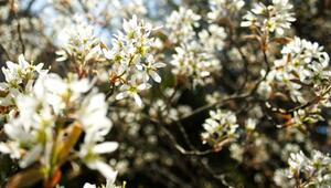 Felsenbirne Amelanchier ovalis