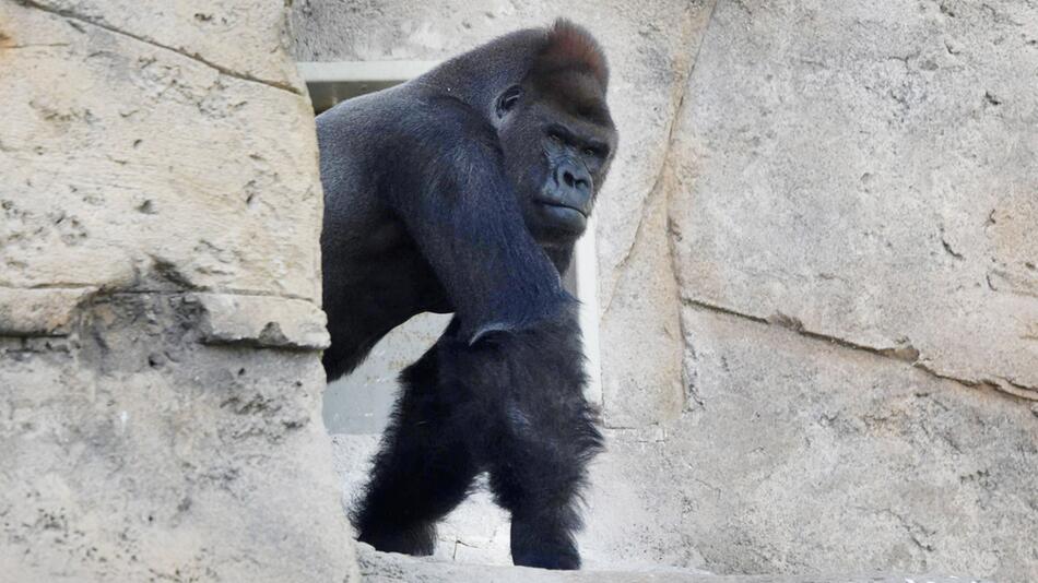 Gorilla-Männchen "Malabo" aus dem Zoo in Madrid.