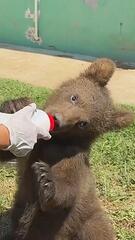 Verwaist in der Wildnis gefunden: Bärenbabys in der Türkei bekommen zweite Chance