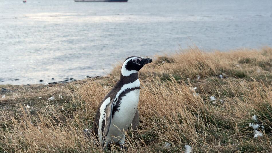Pinguin auf der Insel Magdalena