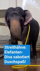 Streithähne im Zoo: Elefanten-Diva sabotiert Duschspass!