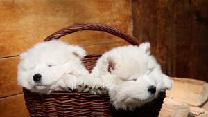 So viel Schlaf braucht ein Hund wirklich