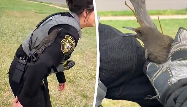 Beamtin wird zum Baum: Specht landet auf Polizistin und bleibt einfach sitzen