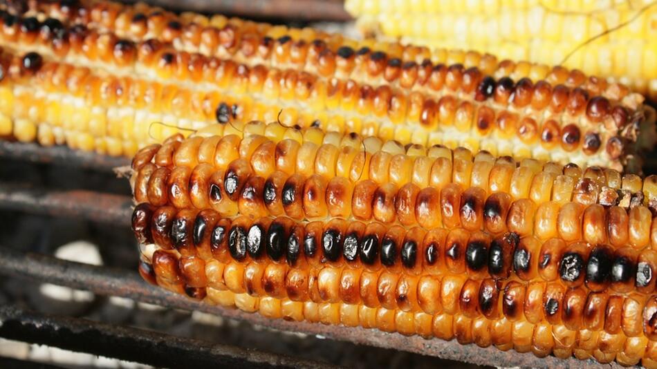 Maiskolben grillen