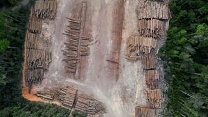 Abholzung im brasilianischen Amazonas-Regenwald auf niedrigstem Stand seit elf Jahren