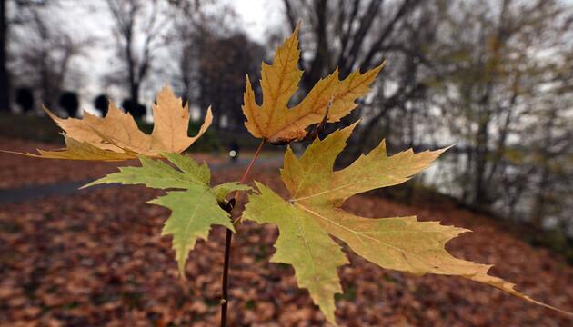 Herbst