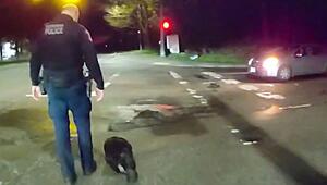 Entschlossener Biber: Polizei kämpft mit sturem Tier auf der Strasse