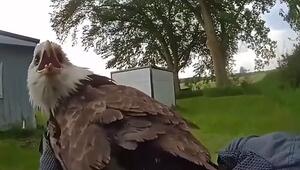 Zu schwach zum Jagen: Verletzter Weisskopfseeadler in Michigan gerettet
