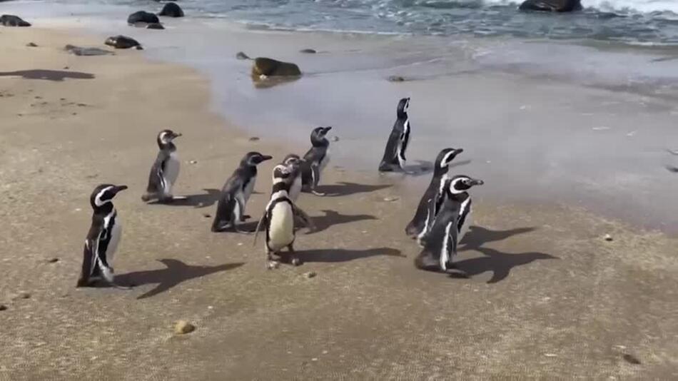 Magellan-Pinguine wieder auf freiem Fuss