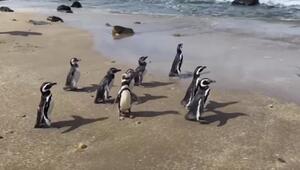 Magellan-Pinguine wieder auf freiem Fuss