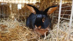 Ein schwarzes Kaninchen mit braunem Fell an der Brust sitzt in einer Käfigecke.