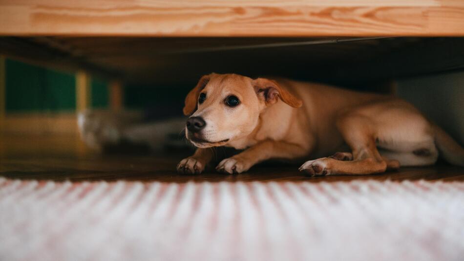 Ängstlicher Hund liegt unter dem Bett