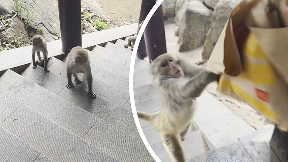 Tierischer Fast-Food-Junkie: Frecher Affe hat es auf McDonald's-Tüte abgesehen