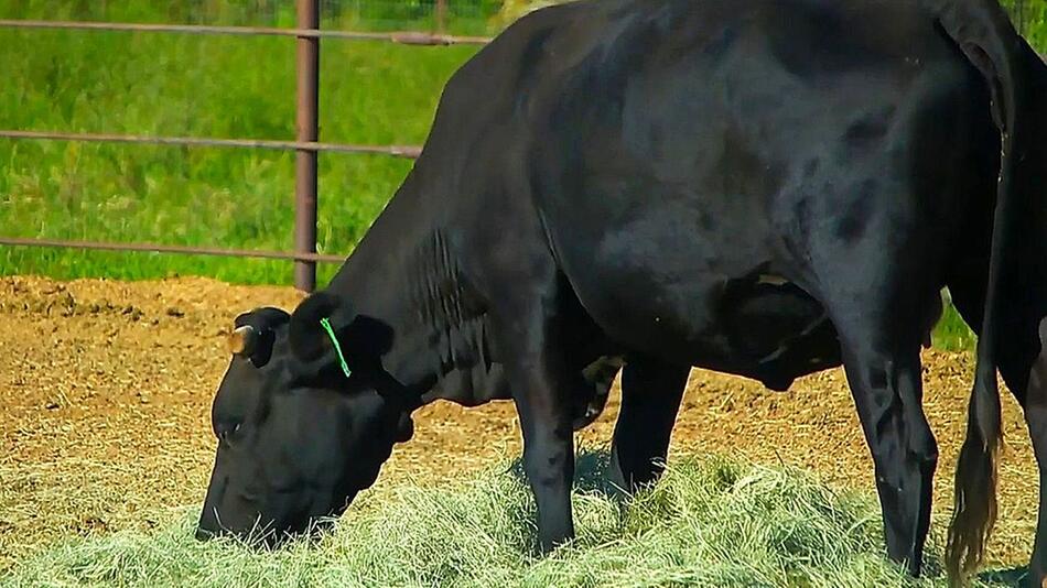 Vor dem Schlachter geflohen: Kuh „Mootilda“ von Gnadenhof gerettet