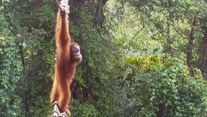 Sumatra-Orang-Utan auf Brücke