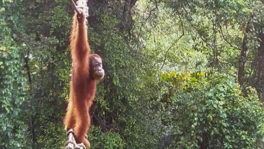 Sumatra-Orang-Utan auf Brücke