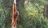 Sumatra-Orang-Utan auf Brücke
