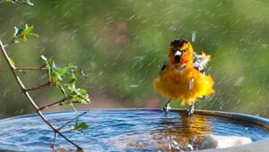 Vogel beim Baden