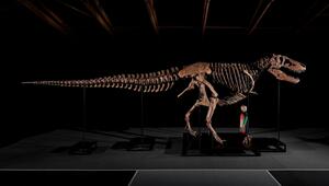 Auktion eines T-Rex-Skeletts