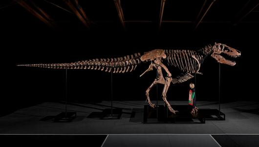 Auktion eines T-Rex-Skeletts