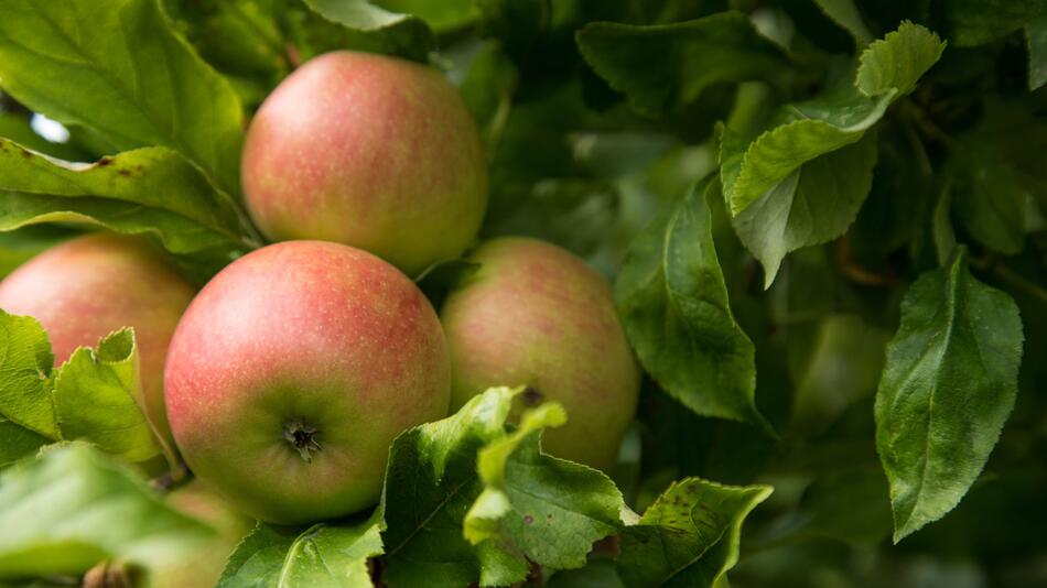 Äpfel an einem Apfelbaum