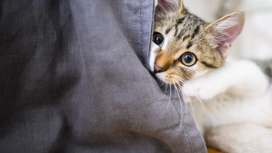 Eine junge Katze spielt in einer Wohnung