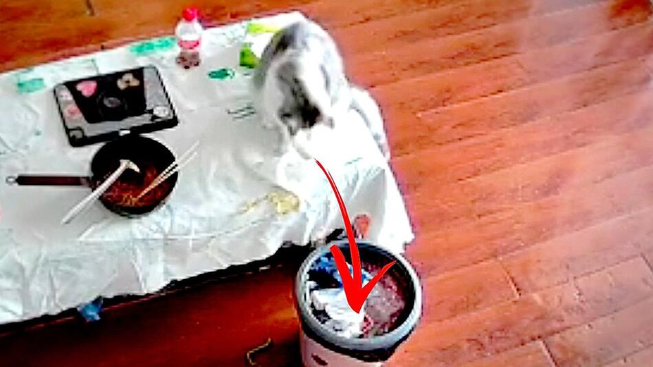 Teures Armband landet im Müll: Katze sorgt für teures Missgeschick