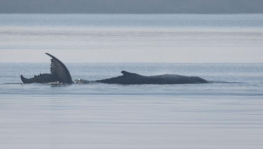 Rettungsaktion für den Buckelwal