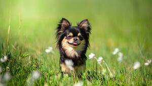 Kleiner Hund mit grosser Persönlichkeit: Der Chihuaha.