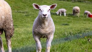 Lamm auf Weide