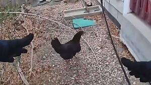 „Schritt 2 vergessen“: Polizist fängt entlaufene Hühner ein – und hat ein Problem