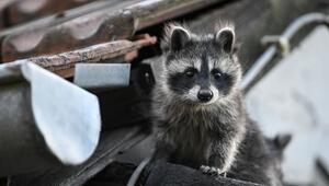 Waschbär