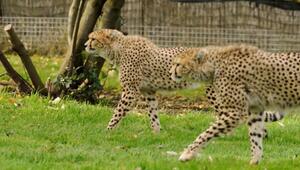 Unzertrennliche Geparden-Brüder erobern Chester Zoo