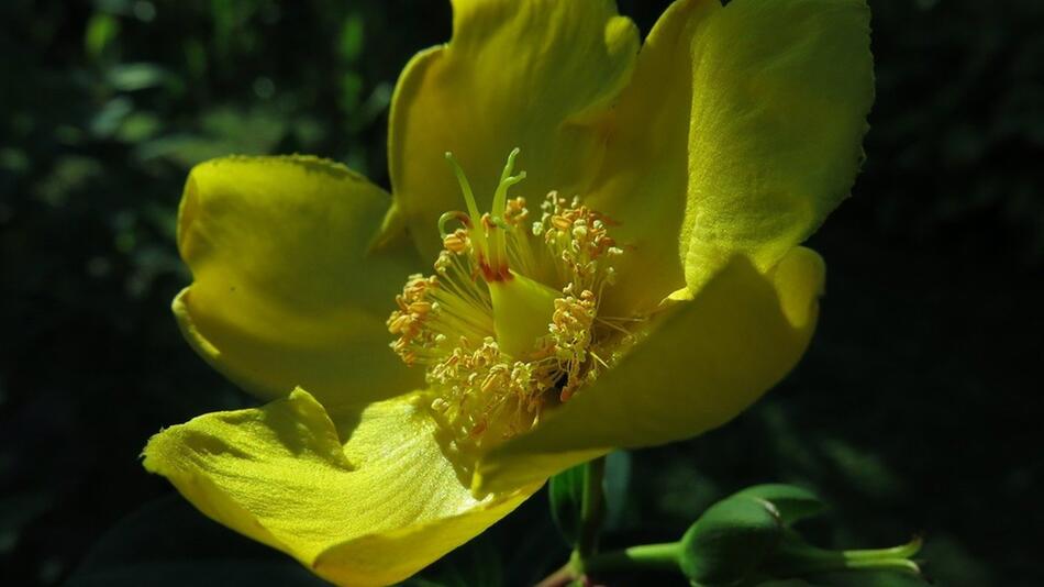 Leuchtendes Johanniskraut bringt Farbe in den Schatten.