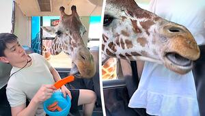Hungrige Hälse: Giraffen sorgen in Safari-Bus für Snack-Chaos