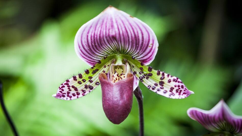 orchidee blüht nicht