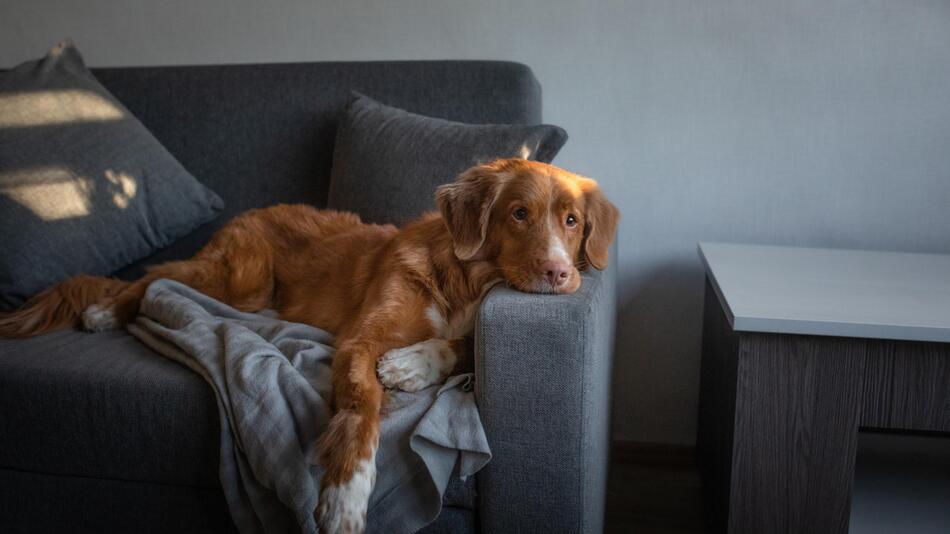 Ein Hund auf einem Sofa