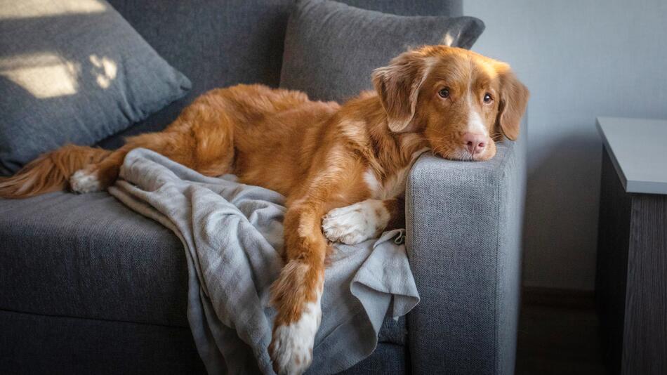Ein Hund auf einem Sofa