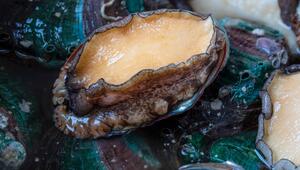 Abalone, auch Seeohr genannt