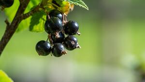 schwarze johannisbeeren gesund vitamine