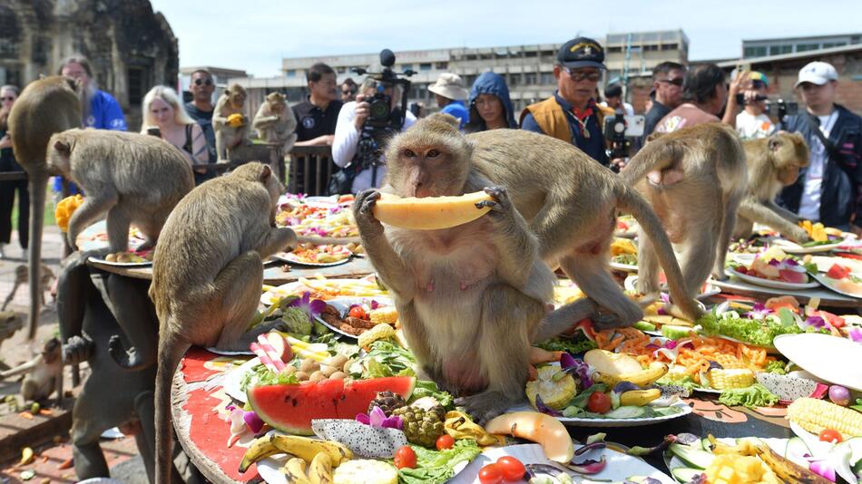 Festmahl für Affen in Thailand - Lopburi Monkey Festival